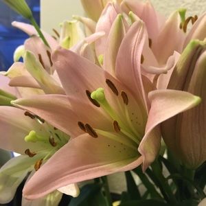 Meet your Posher, Brandy